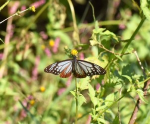 センダングサの花を吸蜜中のアサギマダラ