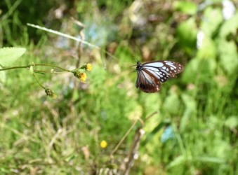 飛翔中のアサギマダラ