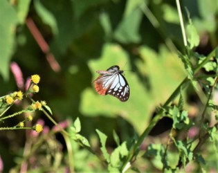 飛翔中のアサギマダラ