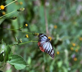 飛翔中のアサギマダラ