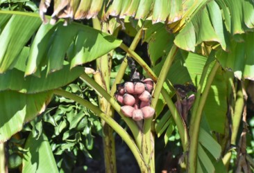 バナナの実かも