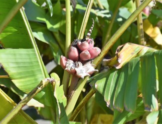 バナナの実かも