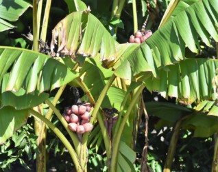 バナナの実かも