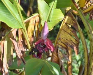 バナナの雄花かも