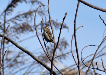 ニュウナイスズメ