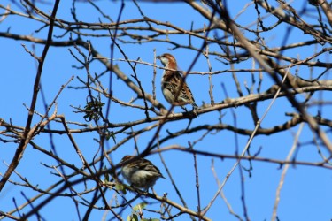 ニュウナイスズメ
