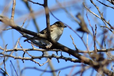 ニュウナイスズメ