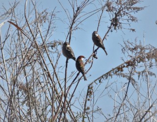 小群のニュウナイスズメ