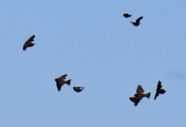 小群で飛翔中のニュウナイスズメ