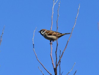 私たちの周りで見られる普通のスズメ