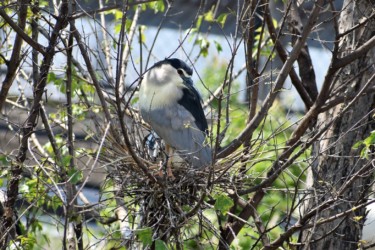 巣造り中のメス