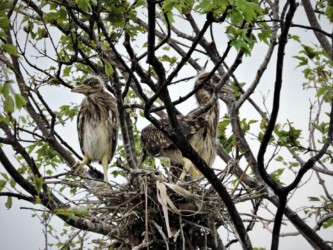 育雛(いくすう)中のヒナ
