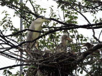 育雛(いくすう)中のヒナ