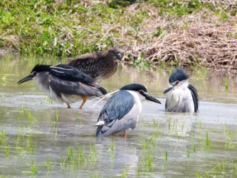 水浴び中の親と幼鳥