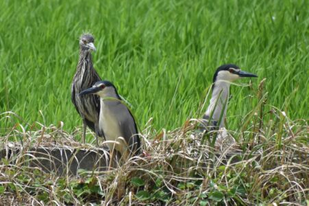 水浴び中の親と幼鳥