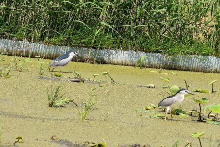 エサを探す成鳥