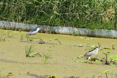 エサを探す成鳥