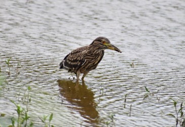 ゴイサギ幼鳥のエサ捕り