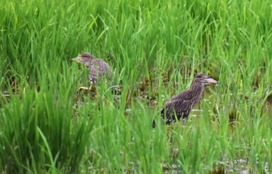 2羽でのエサ捕り