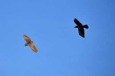 カラスに追われる幼鳥