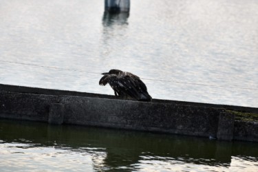養殖池のテグスにかかった幼鳥
