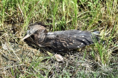 畦道の幼鳥の死骸