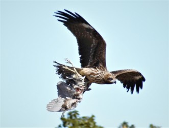 トビがゴイサギの幼鳥の死骸を運ぶ