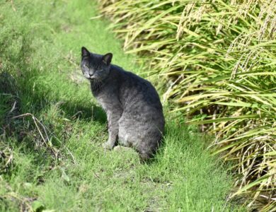もと飼い猫か