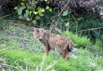 尾が短いトラ猫