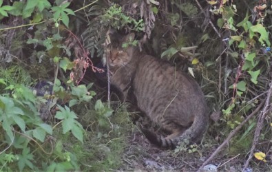 尾が長いトラ猫