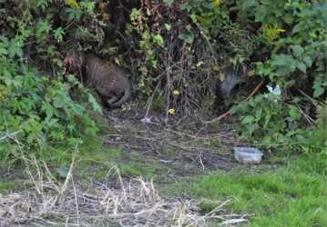 餌皿が散乱している