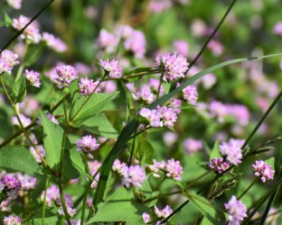 一面に咲くミゾソバ