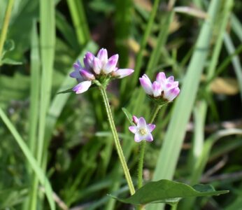 ミゾソバの花とツボミ