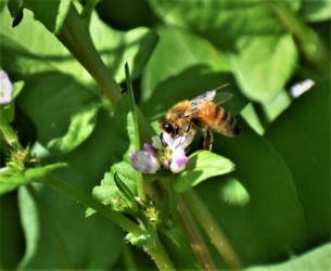 ミゾソバの花の蜜を吸うミツバチ