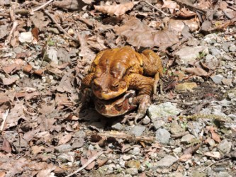 メスにオンブしているオス