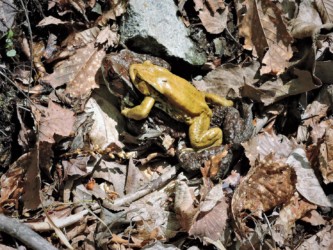 メスにオンブしているオス