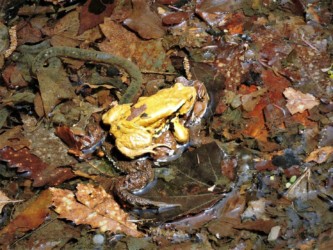 水中でメスにオンブするオス