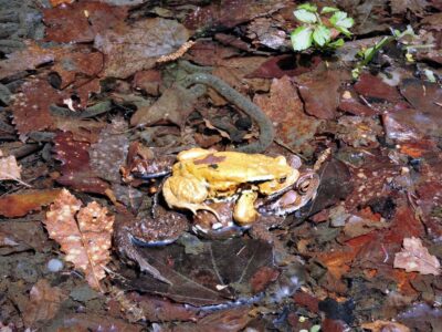 水中でメスにオンブするオス