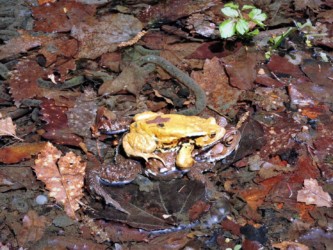 水中でメスにオンブするオス