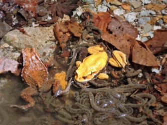 産卵するメスを見張るオス