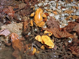 1カップルとオスと離れてメスが産卵中