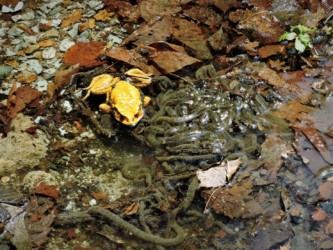 これから産卵する風情