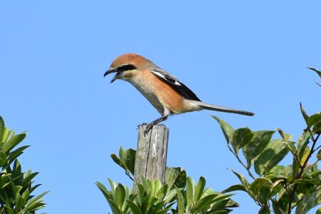 オスの高鳴き