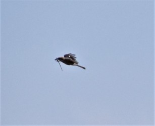 カナヘビを咥えて飛ぶ
