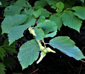 ツノハシバミの実