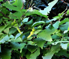 ツノハシバミの実