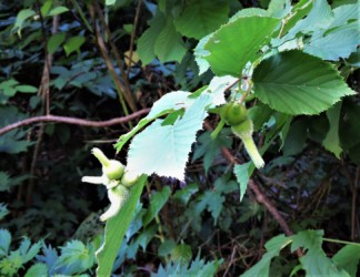 ツノハシバミの実