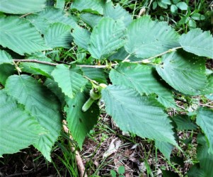 ツノハシバミの葉と実