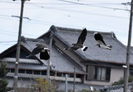 集団で飛翔中