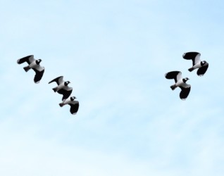 集団で飛行中